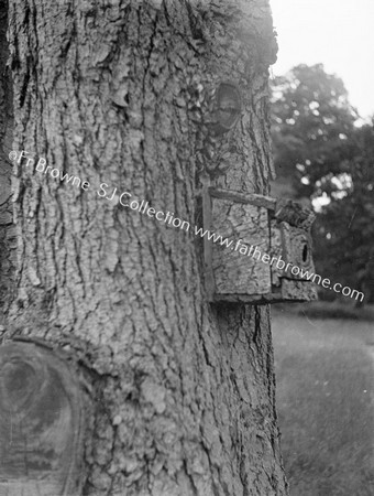 LAKE SIDE OAK TREE WITH NESTING BOX